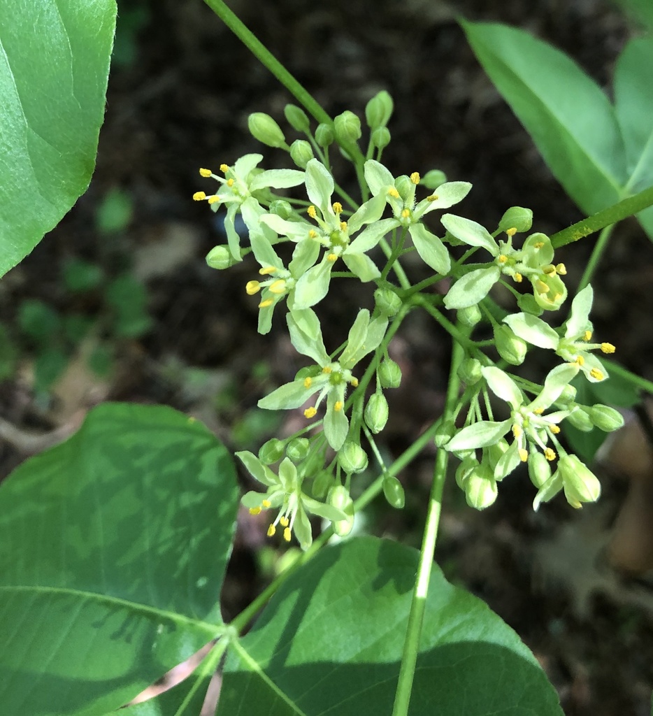 common hoptree