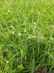 Cyperus mindorensis