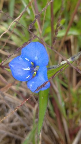 Commelina diffusa image