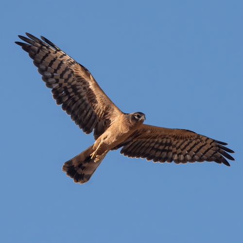 Montagu's Harrier