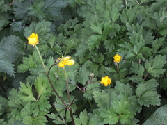 Ranunculus repens