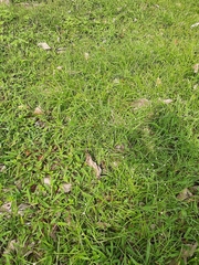 Cyperus mindorensis