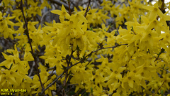 Forsythia koreana