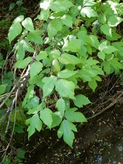 Toxicodendron radicans negundo