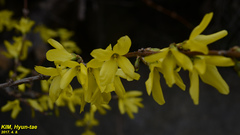 Forsythia koreana