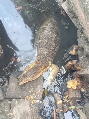 Indomalayan Water Monitor