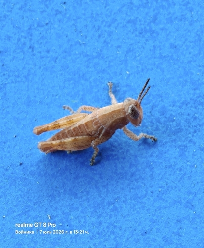 Common Maquis Grasshopper