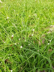 Cyperus mindorensis