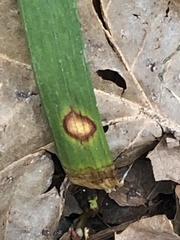 Colletotrichum liriopes