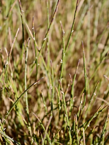 Parapholis strigosa, photograph 2