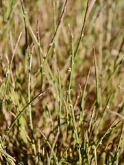 (c) fmunoz, some rights reserved (CC BY) Parapholis strigosa, photograph (c) fmunoz, some rights reserved (CC BY)