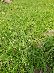 Cyperus mindorensis