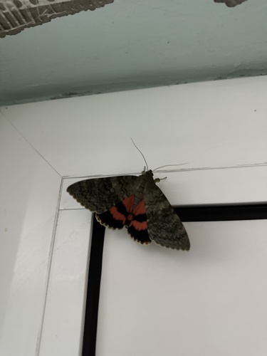 Red Underwing