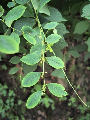 Flueggea suffruticosa