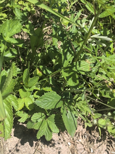 Sunny-place cinquefoil