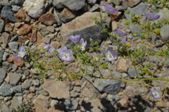 Cristaria integerrima