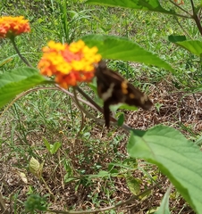 Chioides