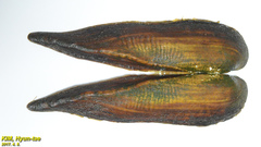 Lanceolaria acrorrhyncha