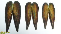 Lanceolaria acrorrhyncha