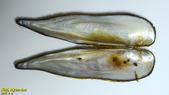 Lanceolaria acrorrhyncha