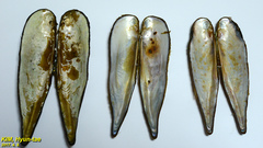 Lanceolaria acrorrhyncha