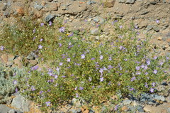 Cristaria integerrima