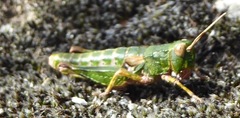 Sigaus australis