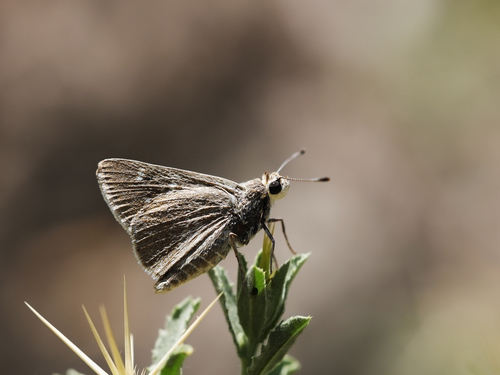 Alcides Skipper