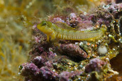 Dalmatian Blenny photo 2