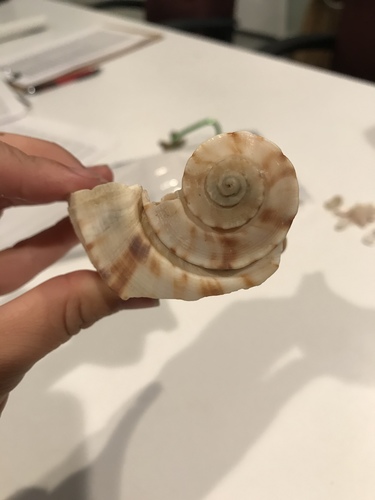Pear Whelk