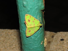 Agathia lycaenaria