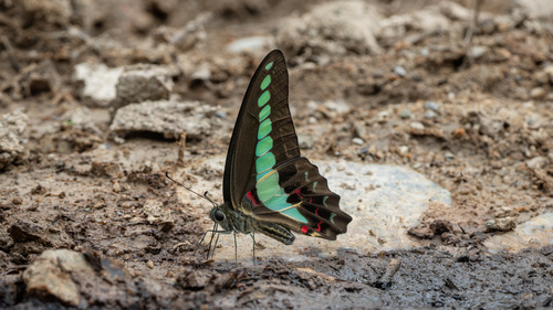 Common Bluebottle