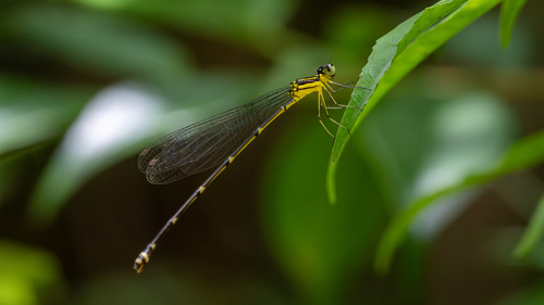 Blue Forest Damsel