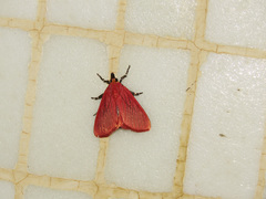 Arctioblepsis rubida