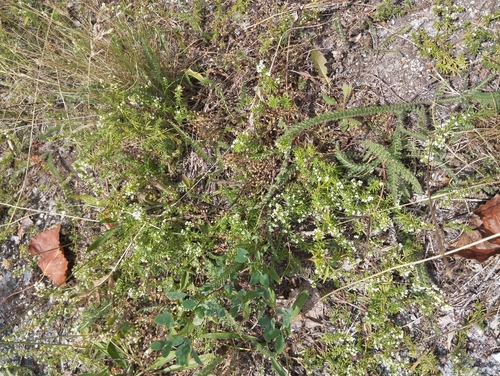 Spreading Bedstraw