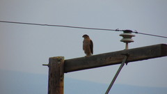 Accipiter cooperii