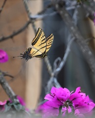 Papilio multicaudata grandiosus