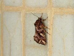 Callopistria exotica