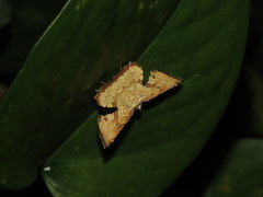 Corymica deducta