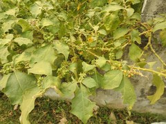 Solanum jamaicense