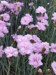 Dianthus plumarius