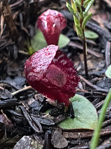 Corybas undulatus, 2026-07-07