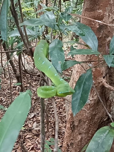 Tropidolaemus subannulatus