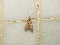 Diasemia accalis