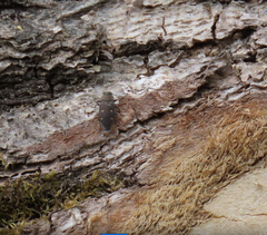 Chrysobothris affinis