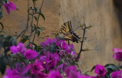 Papilio multicaudata grandiosus