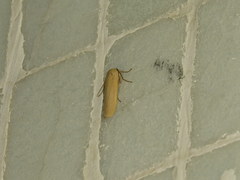 Manulea fuscodorsalis