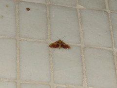 Endotricha olivacealis