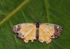 Parvospila cilissa