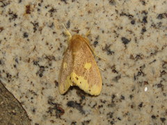 Euproctis quadrangularis